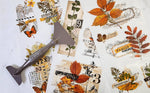 Load image into Gallery viewer, Foliage Collector Redesign with Prima Small Transfer - autumn leaves, seeds and flowers displayed in scrapbook style close up with transfer tool
