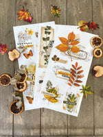 Load image into Gallery viewer, 3 sheets of Foliage Collector Redesign with Prima Small Transfer - autumn leaves, seeds and flowers displayed in scrapbook style
