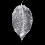 Load image into Gallery viewer, Leaf painted in Original Acrylic Gilding Enamel by Guild Lane - Silver
